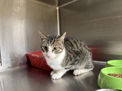 Photo for animal #10320