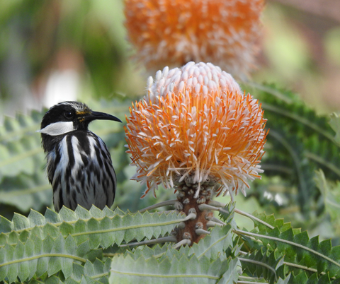 Image: Creating Habitat Gardens with Rachel and Mike Green