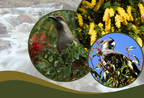 Image: Djilba Gems: from Flowers to Flying Kangaroos presented by Simon Cherriman