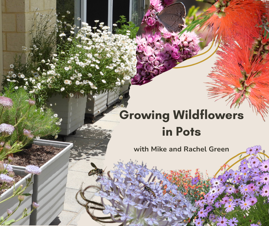 Growing Wildflowers in Pots with Rachel and Mike Green