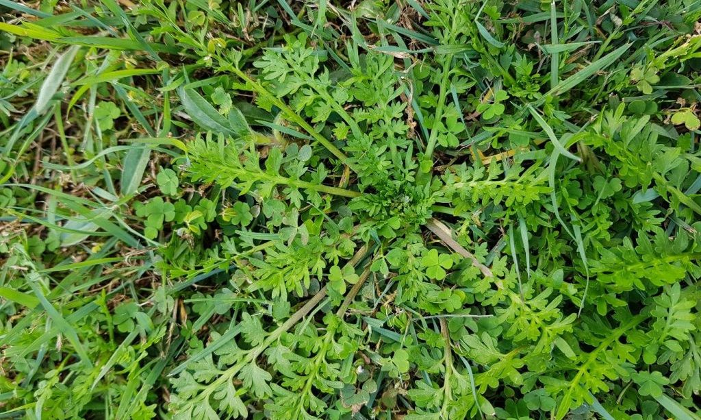 Turf Weed Control Program - August and September 2025