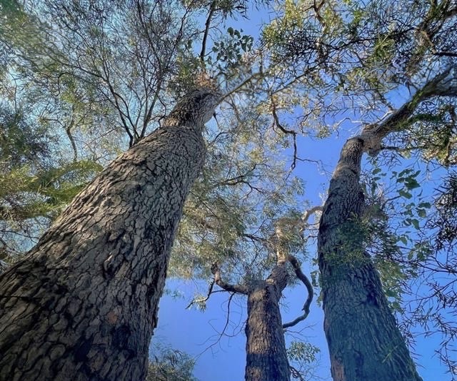 Landcare Checklist for Bunuru