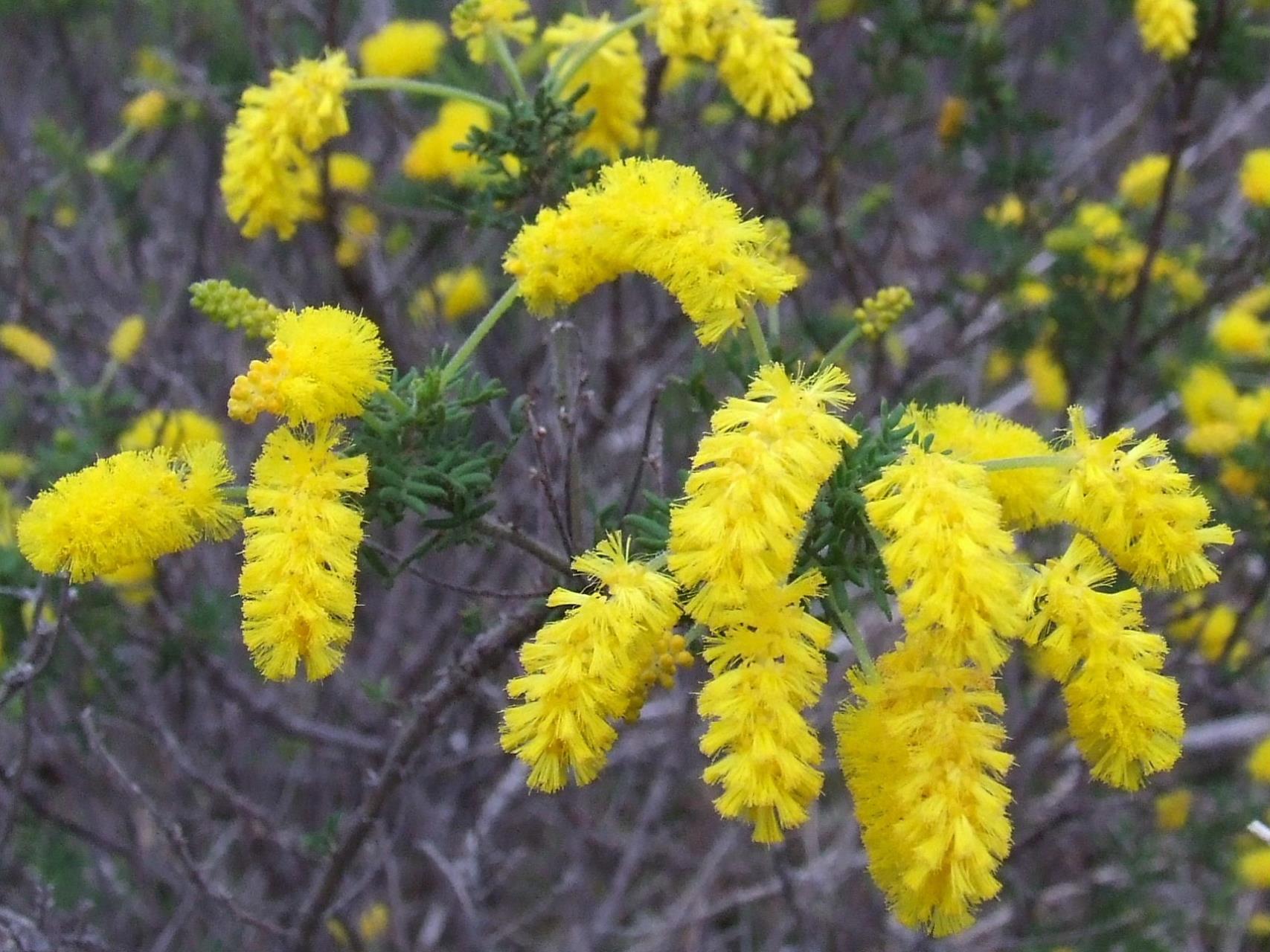 Djilba landcare tips