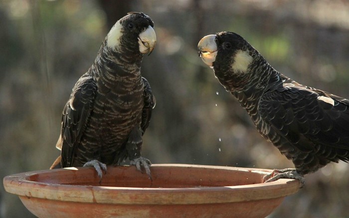 Image: Kambarang landcare