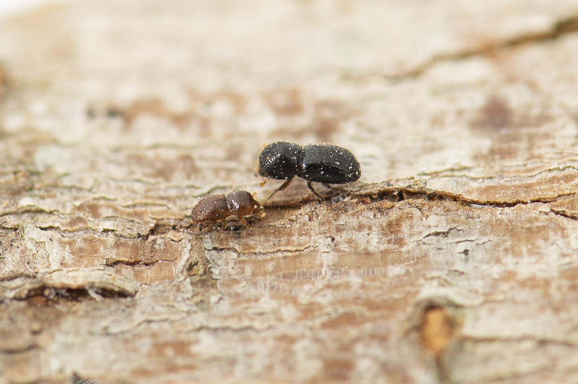 National Shot-Hole Borer Response Enters Management Phase