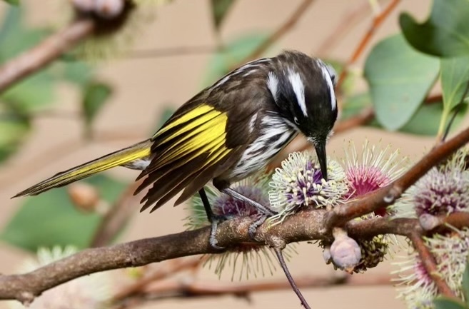 Landcare checklist for Makuru (June – July) 