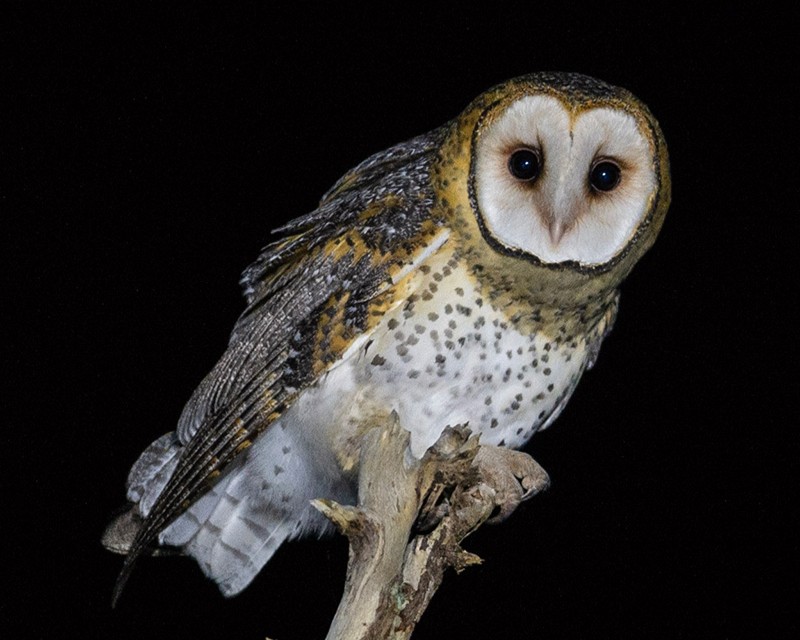 Shire of Mundaring Supports Owl Friendly Initiative