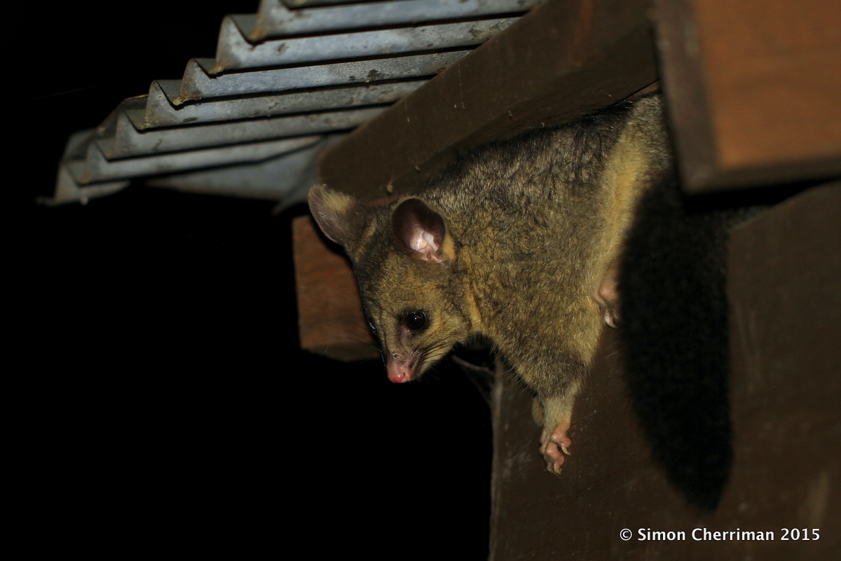 Living with Possums in the Perth Hills