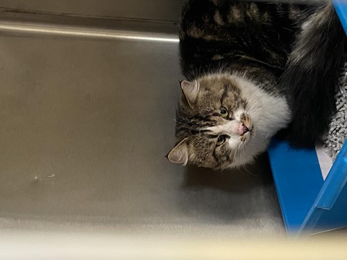 Photo for animal #10313