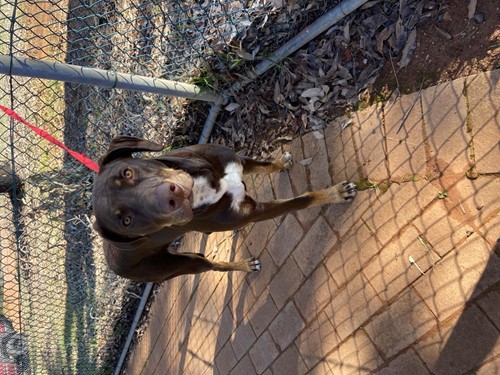 Photo for animal #10262