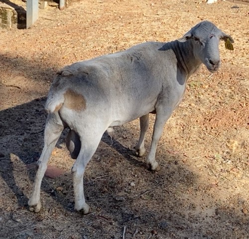 Photo for animal #10280