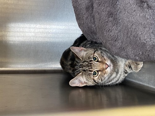 Photo for animal #10306