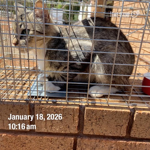 Photo for animal #10290