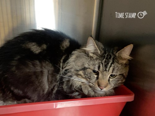 Photo for animal #10335
