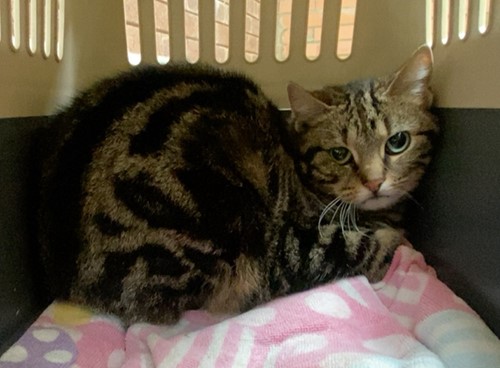 Photo for animal #10336