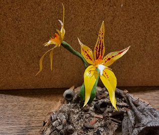 Orchid Utopia: An Exhibition of West Australian Orchids