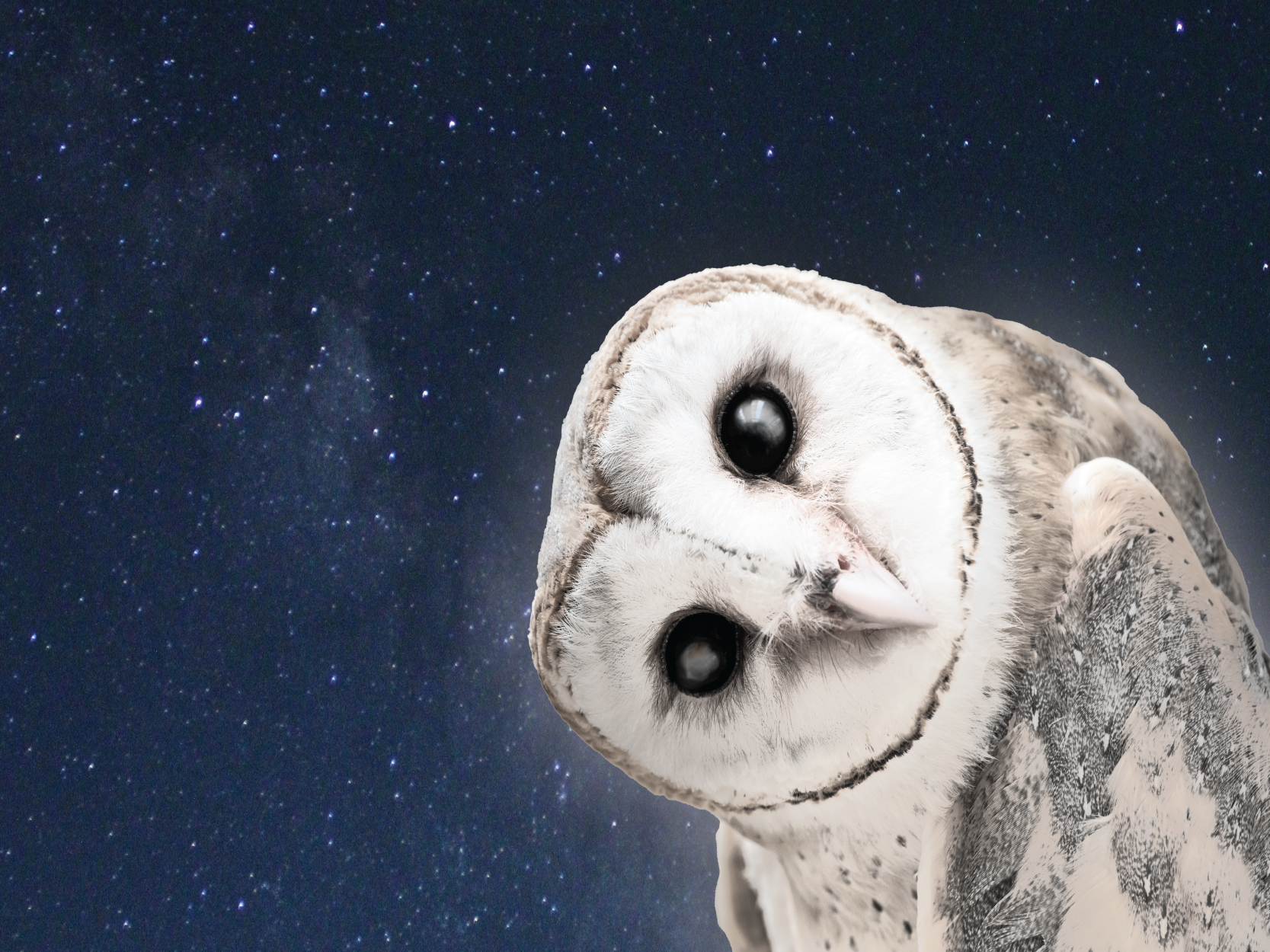 Hoo wants to be owl friendly
