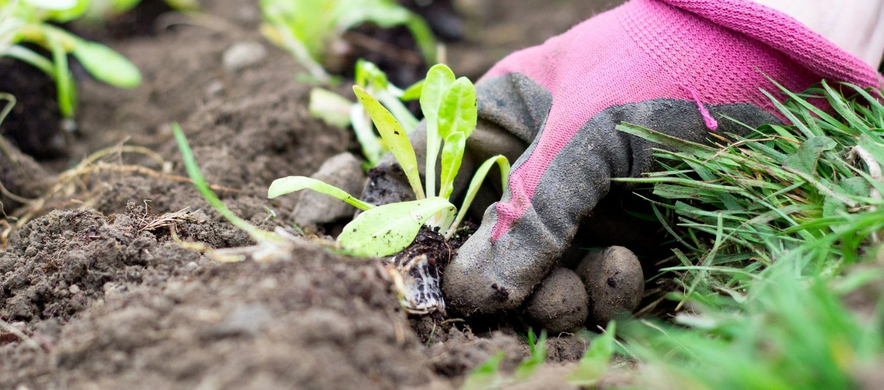 Funding application helps Wooroloo Connect Garden grow
