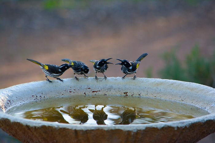 Image Gallery - New Holland Honeyeaters at Birdbath by Carol McGrath.