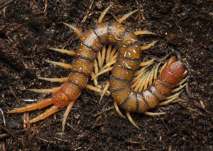 Image Gallery - Orange-fotted Centipede by Nicole Wilkins. A mildly