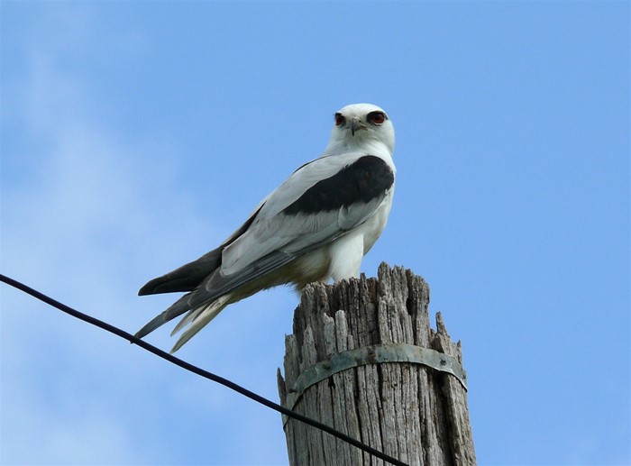 Image Gallery - Black-shouldered Kite by Carol McGrath. A nomadic bird