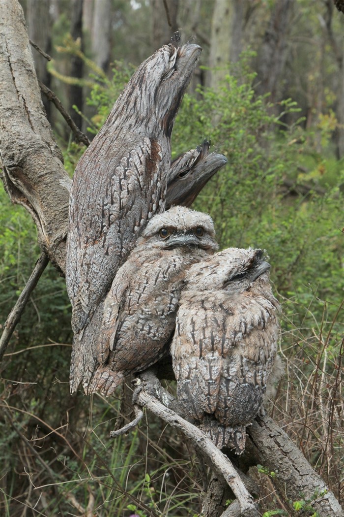 Image Gallery - Tawny Frogmouth by Simon Cherriman. Known for having a