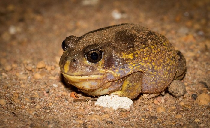 Image Gallery - Hooting Frog by Kayley Usher. This frog produces a low