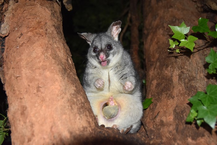 Image Gallery - Common Brushtail Possum by Stephen Quartly. More than