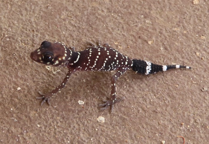 Image Gallery - Thick-tailed Barking Gecko by Margaret Dylan Jones These