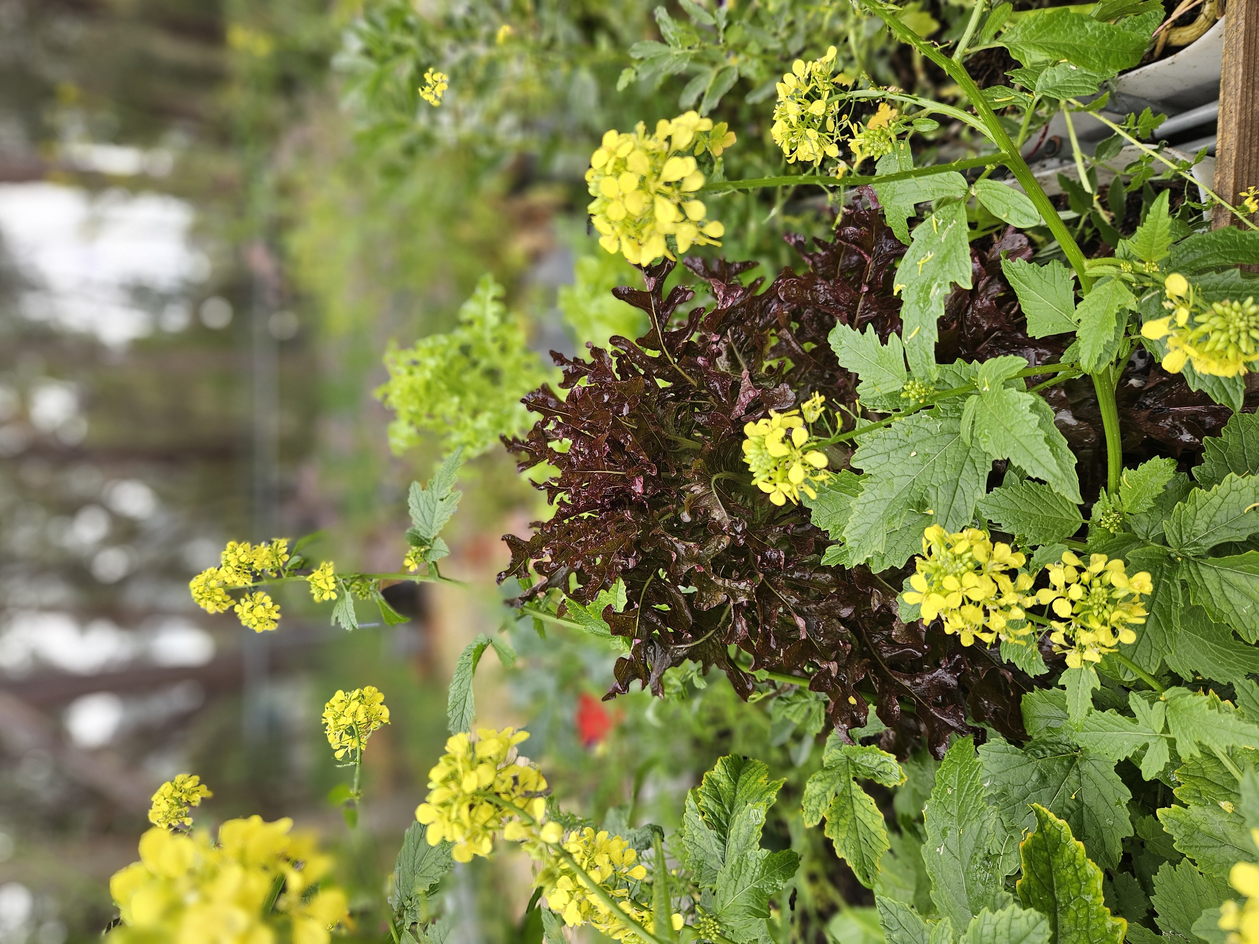 Stoneville Community Garden Open Day