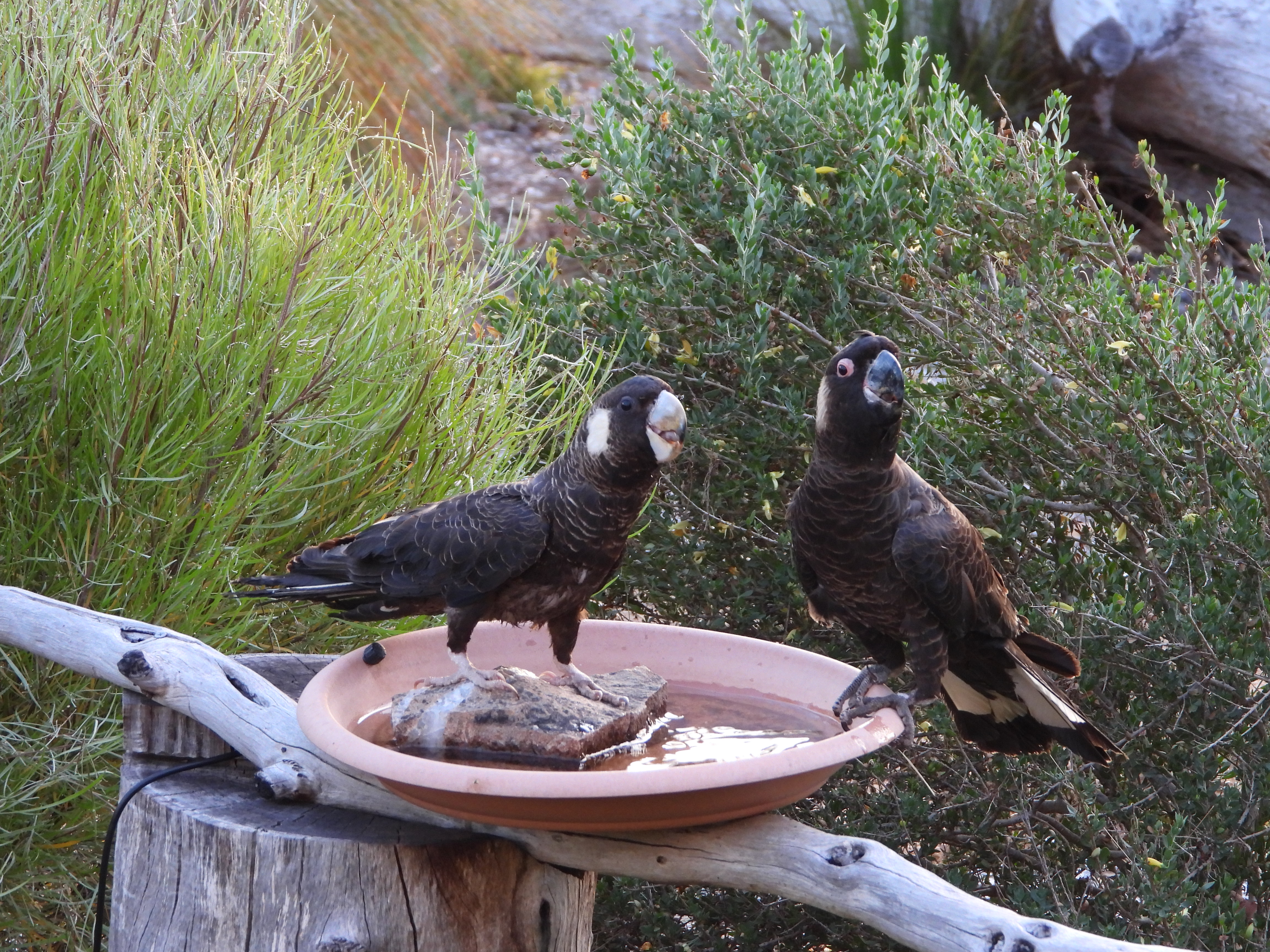 Great Cocky Count - a training workshop with Birdlife WA